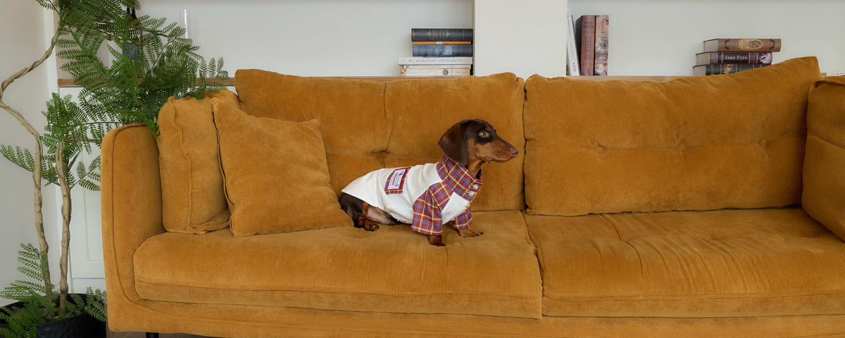 Do Dachshunds Really Need Clothes?