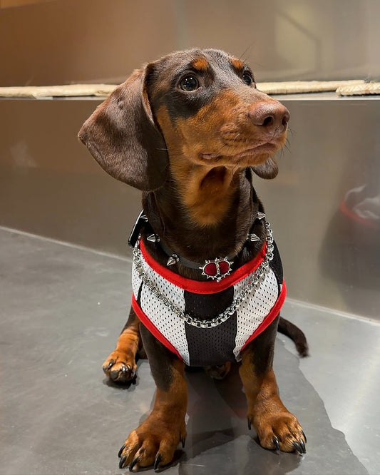 Dachino "Training Day" Black & White Striped Soccer Vest for Dachshund