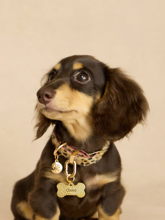 Champagne Leopard Collar