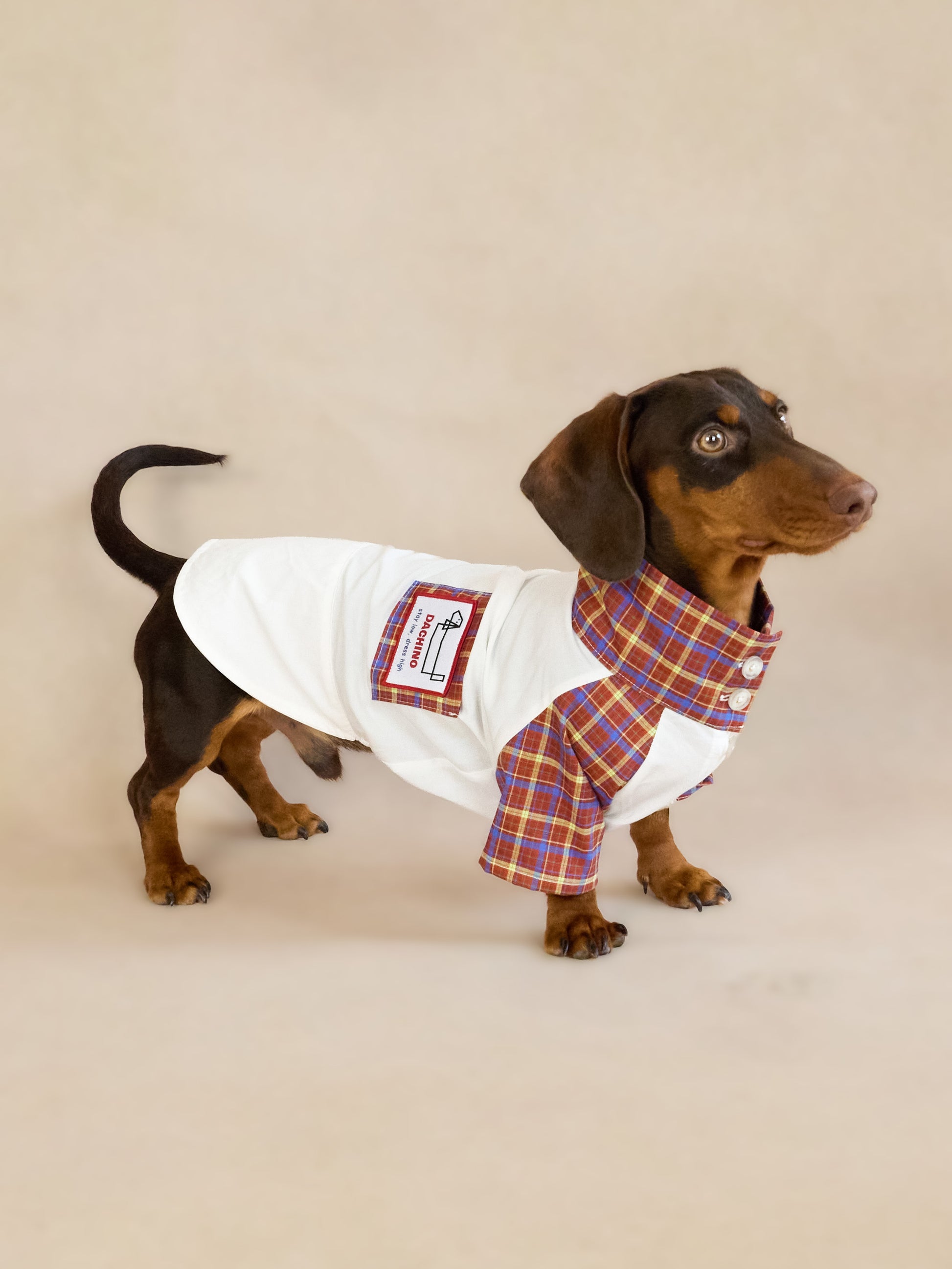 dachshund dress shirt Mabel