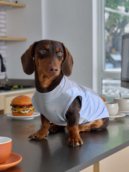 Rainy Day UV Active Vest – Storm Cloud | Dachshund Active Vest