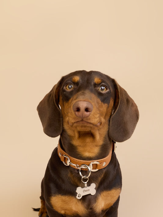 THE HERITAGE LEATHER COLLAR